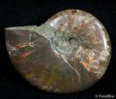 Inch Flashy Red Iridescent Ammonite #2587-1